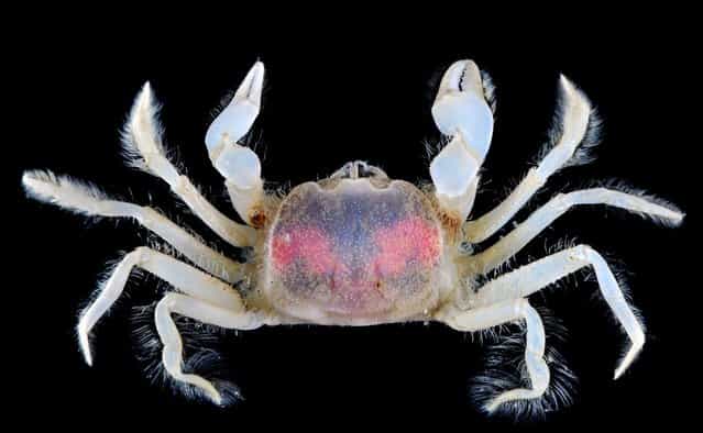 Sluggish mud crab (Chasmocarcinops gelasimoides); CMBS, Singapore. (Arthur Anker)