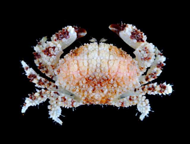 Xanthid crab (Epiactaea nodulosa); CMBS, Singapore. (Arthur Anker)