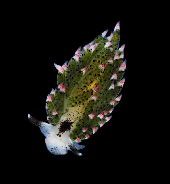 Cute sea slug; Singapore Marine. (Arthur Anker)
