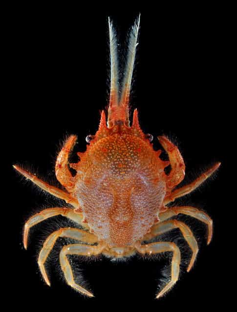 The [bipedal crab], Gomeza bicornis; Singapore Marine. (Arthur Anker)