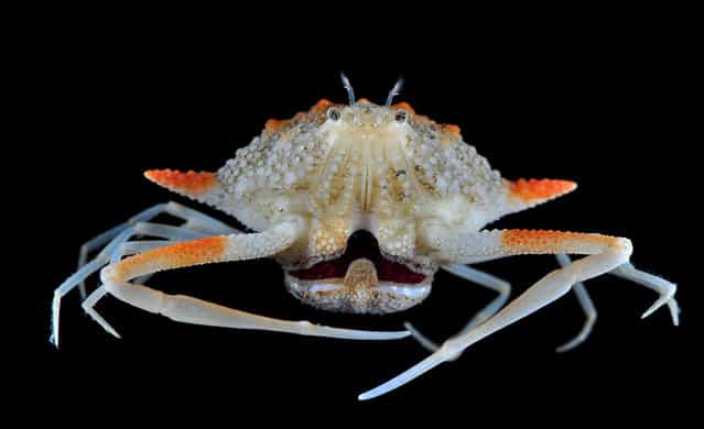 Deep-water pebble crab; Singapore Marine. (Arthur Anker)