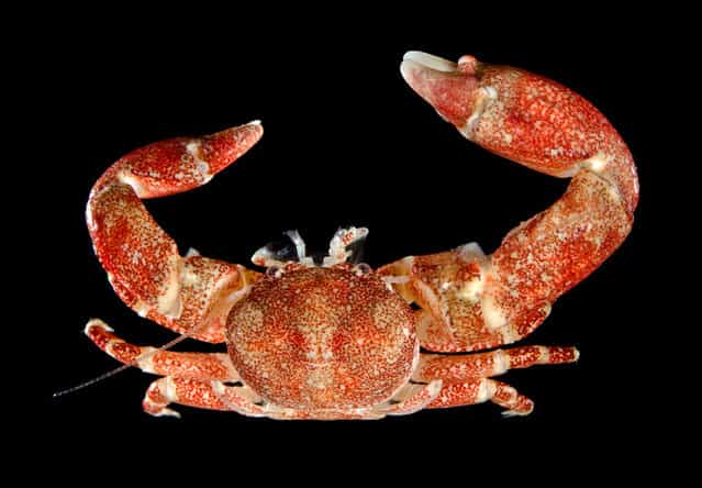 Sponge-associated porcelain crab (Polyonyx sp); Singapore Marine. (Arthur Anker)