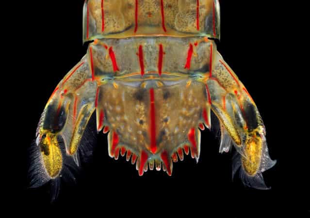 Tail fan of a mantis shrimp; Singapore Marine. (Arthur Anker)