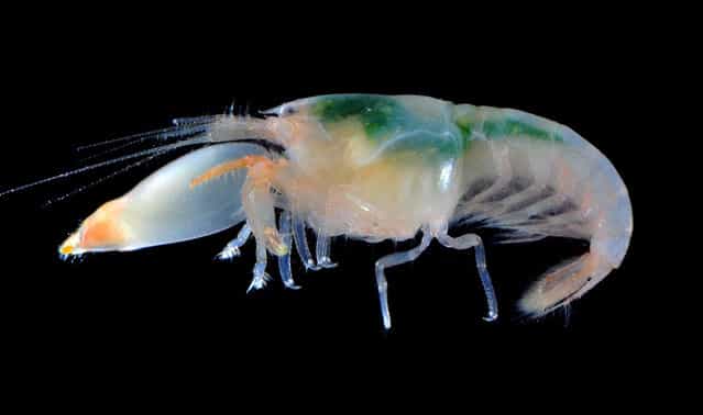 Small snapping shrimp (Synalpheus streptodactylus); Singapore Marine. (Arthur Anker)