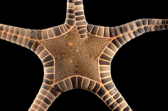 [Imperfect] Iconaster longimanus – the upper arm was damaged and regenerated, which affected the typically perfect shape of the [star] on the disk. Singapore Marine. (Arthur Anker)