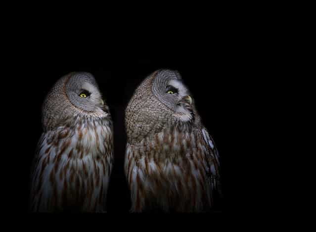 Ural Owls By Lilia Tkachenko