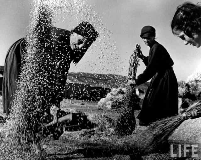 With the straw already broken away, wheat kernels are swept into a pile and one of the women threshers tosses them up so the breeze can carry off the chaff. (Photo by W. Eugene Smith/Time & Life Pictures)