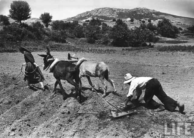 Beans planted, the villager presses hard on his flattened plow as it scrapes the dry soil back into furrows. A neighbor woman leads donkeys, one borrowed. (Photo by W. Eugene Smith/Time & Life Pictures)