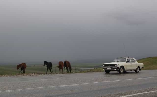 A car drives past horses, standing at the edge of a road, outside the Chechen capital Grozny April 24, 2013. (Photo by Maxim Shemetov/Reuters)