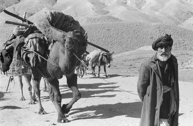 Afghan man leading laden camels and donkeys through an arid, rocky landscape, in November, 1959. (Photo by Robert P. Martin/LOC via The Atlantic)