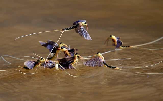 Long-tailed mayflies fly over the surface of the Tisza river southeast of Budapest. (Photo by Laszlo Balogh/Reuters)