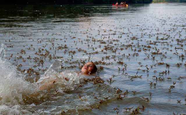 A boy swims with long-tailed mayflies (Palingenia longicauda) at Tisza river near Tiszainoka 135km (84 miles) southeast of Budapest, June 23, 2013. Millions of these short-lived mayflies engage in a frantic rush to mate and reproduce before they perish in just a few hours during "Tiszaviragzas" or Tisza blooming season from late spring to early summer every year. REUTERS/Laszlo Balogh (HUNGARY - Tags: ENVIRONMENT ANIMALS SOCIETY)