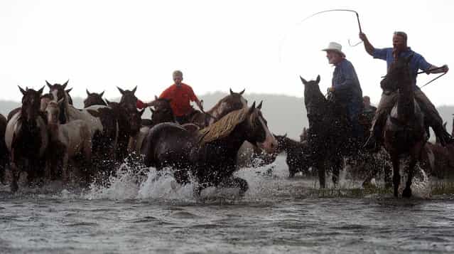 Saltwater Cowboys drive the Chincoteague Pony herd into Assateague Channel in a heavy downpour on Wednesday A portion of the herd will be auctioned on Thursday. (Photo by Jay Diem/Eastern Shore News)