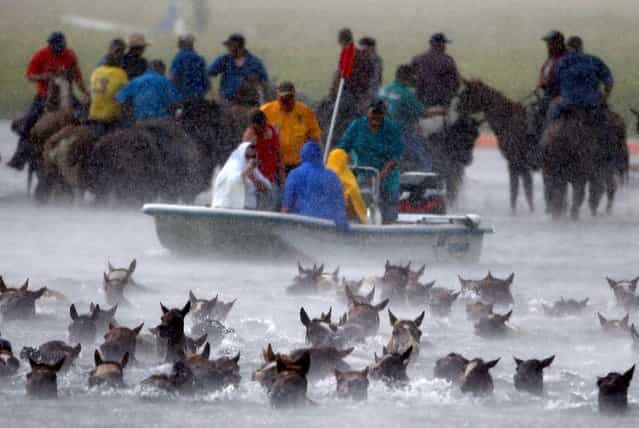 Wild ponies are herded into the Assateague Channel during the rain storm for their annual swim from Assateague Island to Chincoteague, Virginia. (Photo by Mark Wilson/Getty Images)