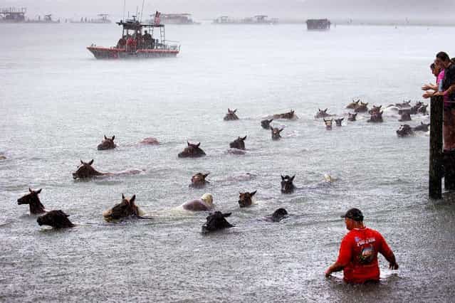 Wild ponies swim to the shore in the annual Chincoteague Pony Swim. (Photo by Doug Mills/The New York Times)