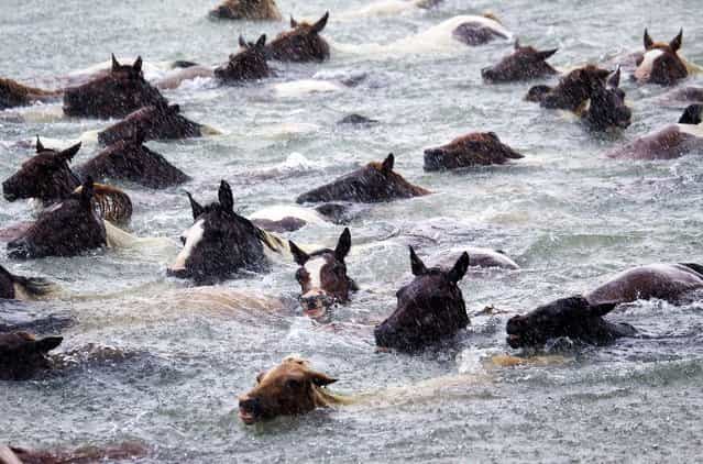 During a storm with heavy rain, wild ponies swim towards the shore in the annual Chincoteague Pony Swim. (Photo by Jay Diem/Eastern Shore News)