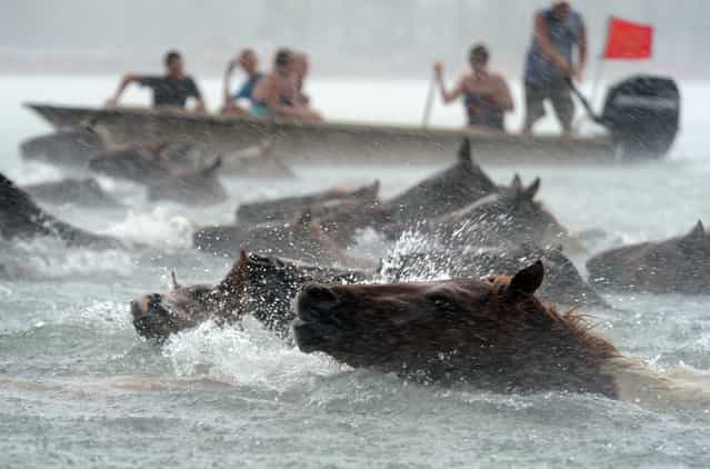 Chincoteague Ponies swim across Assateague Channel in a heavy downpour on Wednesday, July 24, 2013 during the 88th Annual Chincoteague Pony Swim. A portion of the herd will be auctioned on Thursday. (Photo by Jay Diem/AP Photo/Eastern Shore News)