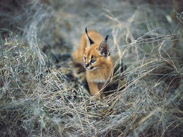 Сaracal - Desert Lynx