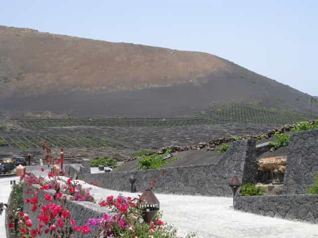 Grapes Born of Volcano In Lanzarote, Spanish