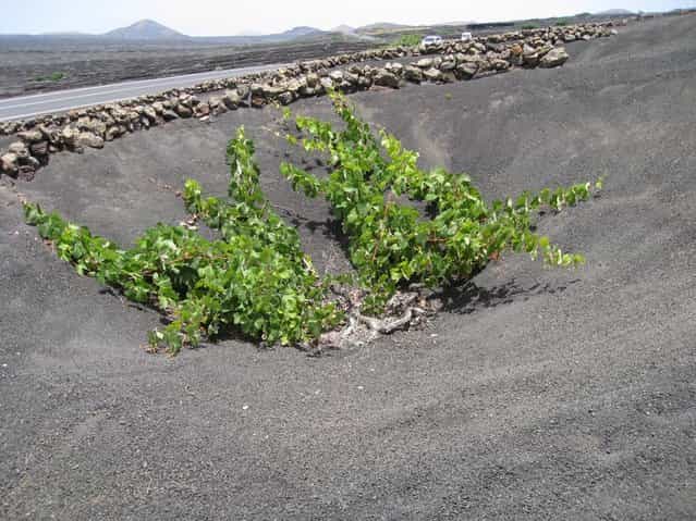 Grapes Born of Volcano In Lanzarote, Spanish