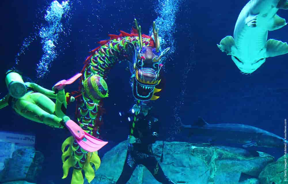 Chinese Dragon In Beijing Aquarium » GagDaily News