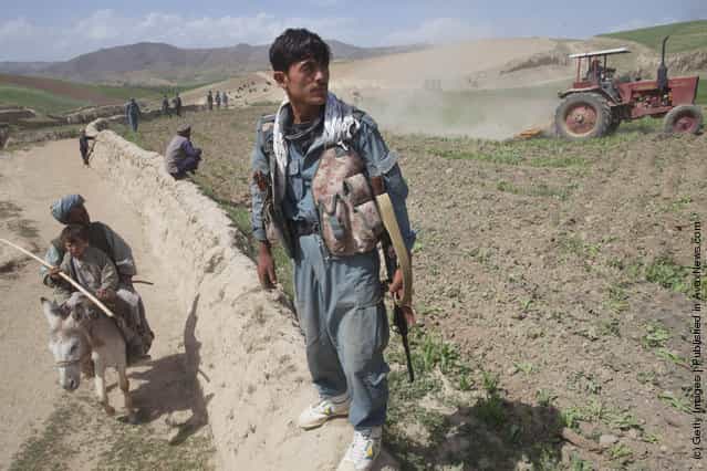 Poppy Eradication In Afghanistan