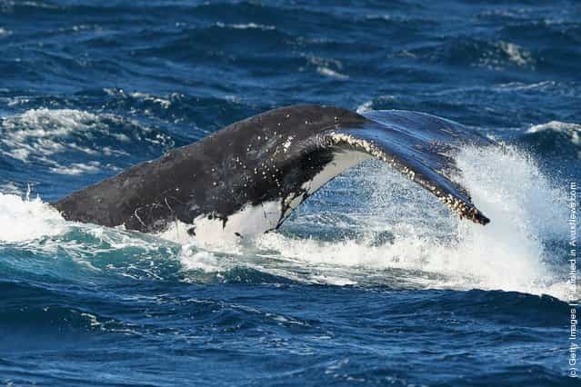 Whale Watching Season Underway In Sydney