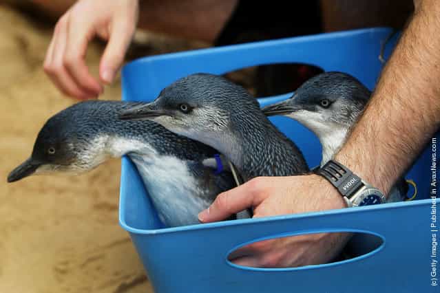Sydney Aquarium Welcomes Baby Penguins