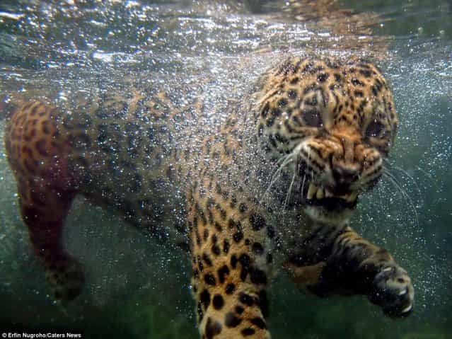 Hungry Rare Jaguar