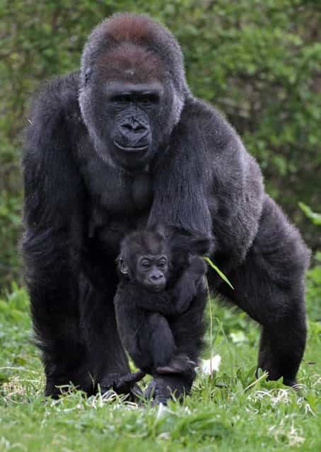 Kukena Bristol Zoo's Baby Gorilla Starts To Walk