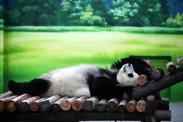 Ten-year-old giant panda Xin Yue