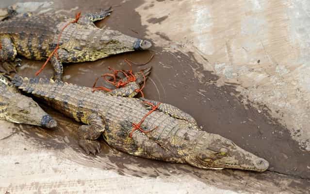 Thousands Of Crocodiles Escape From Farm