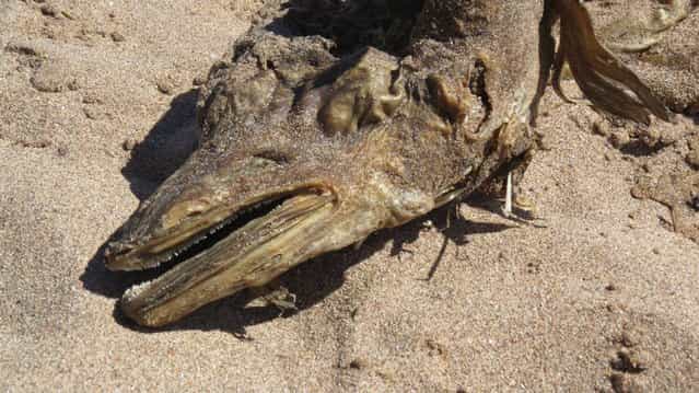 Mysterious Sea Creature Washes Ashore in UK