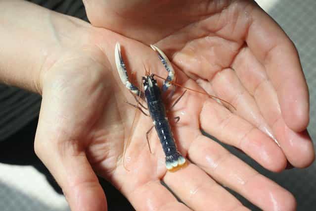 Scientists Release Lobsters To Repopulate Former Habitat