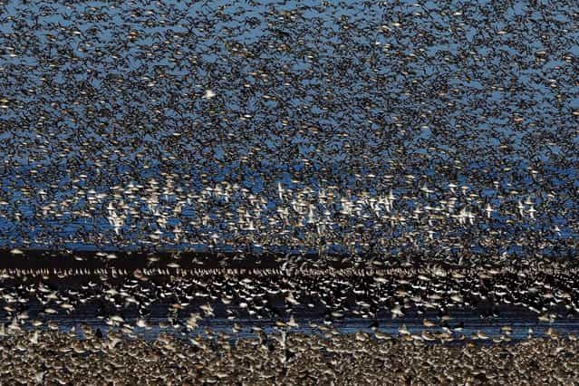 Thousands of birds take flight for the [Snettisham Spectacular]
