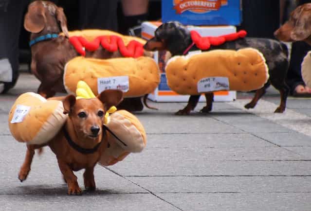 The Seventh Annual Running of the Wieners – Oktoberfest in Cincinnati