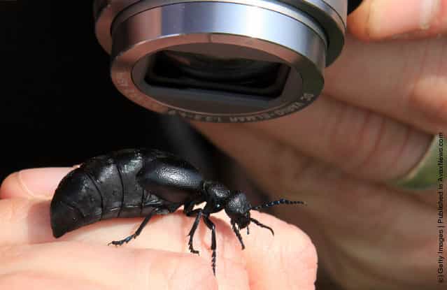 The National Trust Conduct Their Oil Beetle Survey