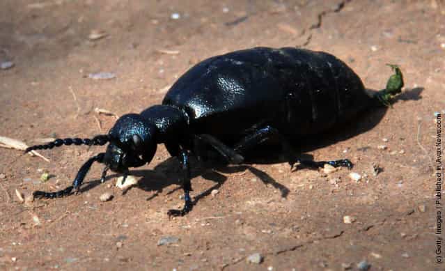 The National Trust Conduct Their Oil Beetle Survey