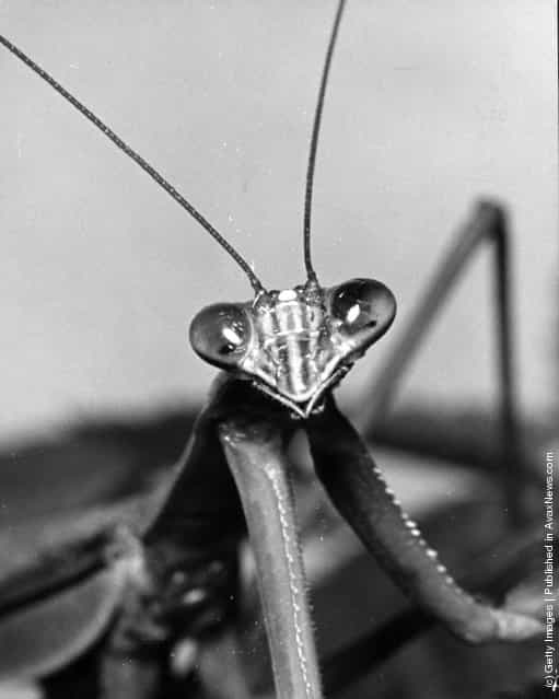 Simply: Mantis