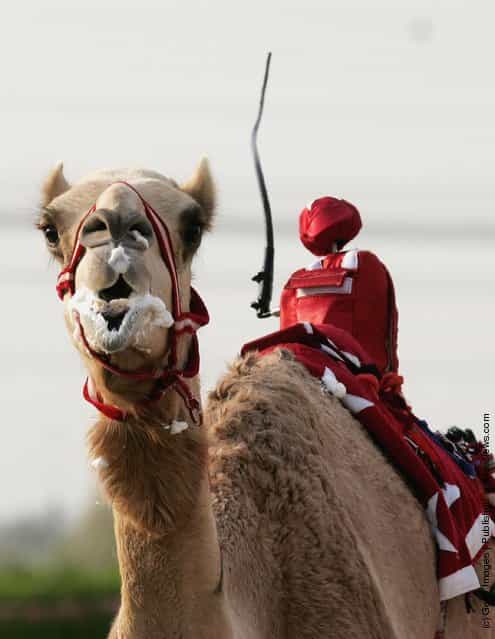 Robots Replace Child Jockeys In Dubai Camel Races