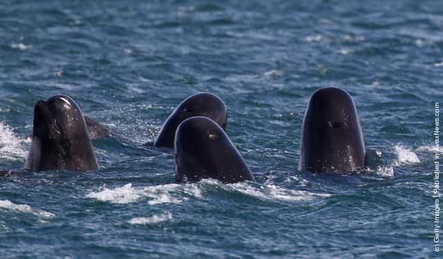 Concern Grows Over Possible Mass Stranding Of Upto One Hundred Pilot Whales On A Scottish Beach