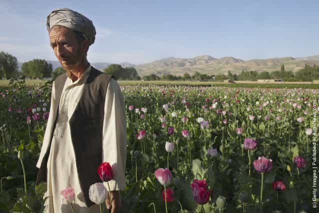 Poppy Eradication In Afghanistan
