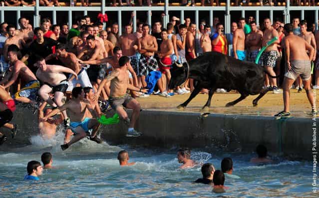 Revellers Chase Bulls Into The Sea During The Bous A La Mar Festival
