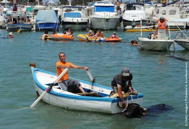 Revellers Chase Bulls Into The Sea During The Bous A La Mar Festival