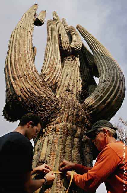 World's Biggest Saguaro Cactus