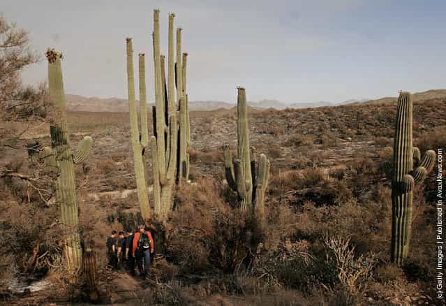 World's Biggest Saguaro Cactus