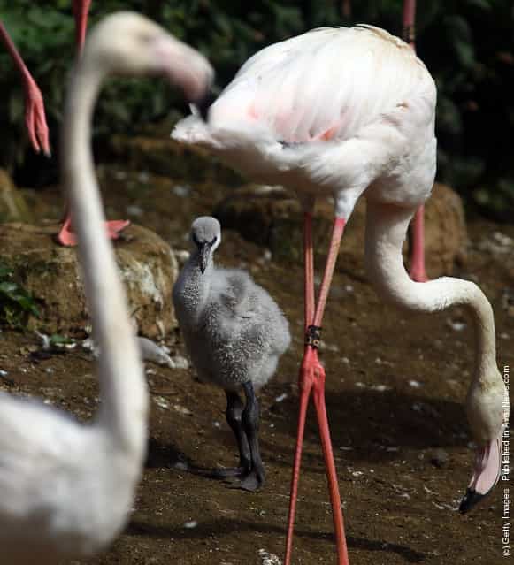 Baby Flamingoes