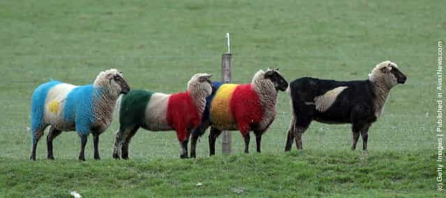 Sheep, painted in the colours of World Cup participating country