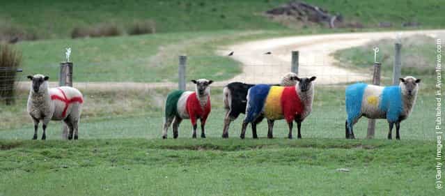 Sheep, painted in the colours of World Cup participating country