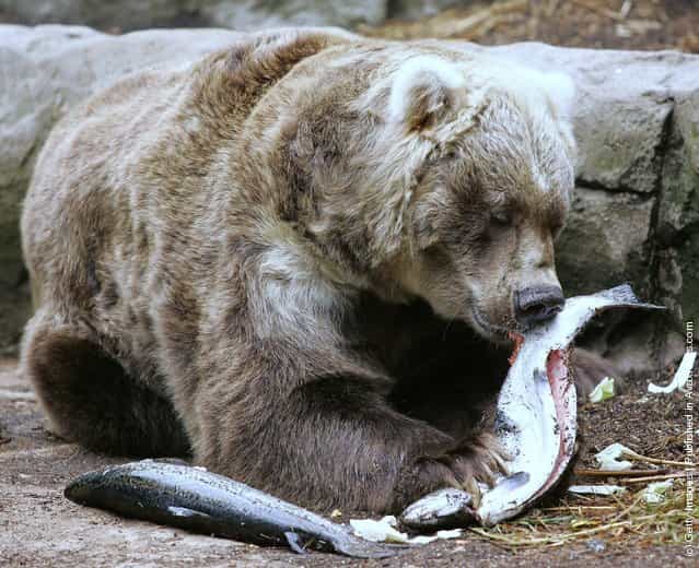 Bear Eat Fish
